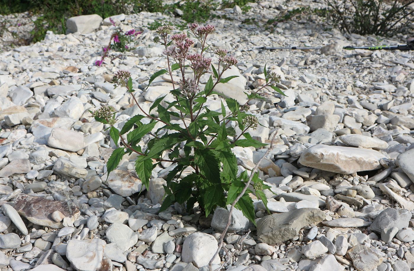 Image of Eupatorium cannabinum specimen.