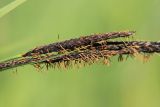 Carex acuta