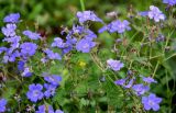 Geranium ferganense. Верхушка побега с соцветиями и незрелыми плодами. Киргизия, Джалал-Абадская обл., Западный Тянь-Шань, Чаткальский хр., перевал Кульдамбес, ≈ 2400 м н.у.м., субальпийский луг. 12.07.2022.