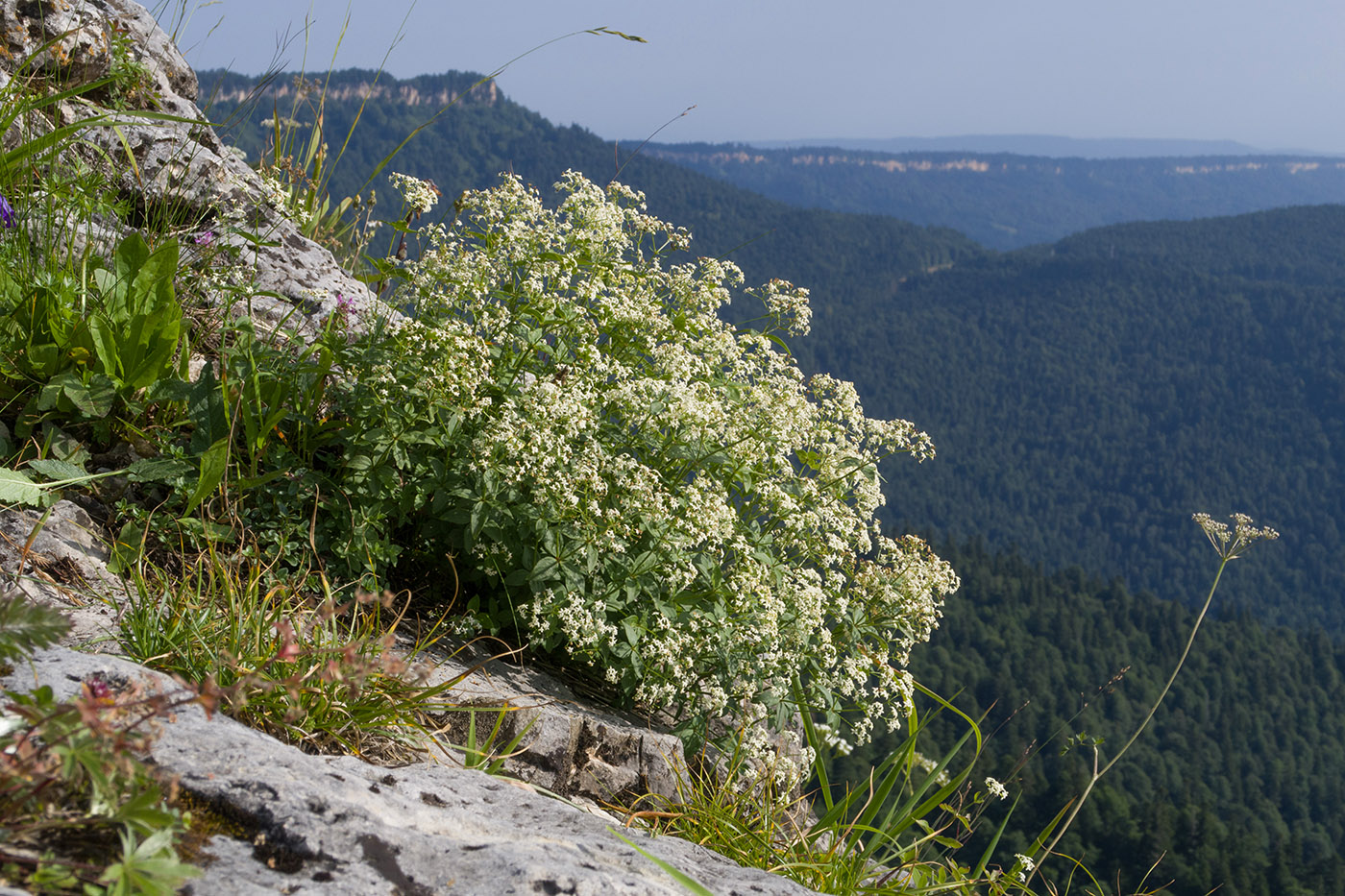 Изображение особи Galium valantioides.