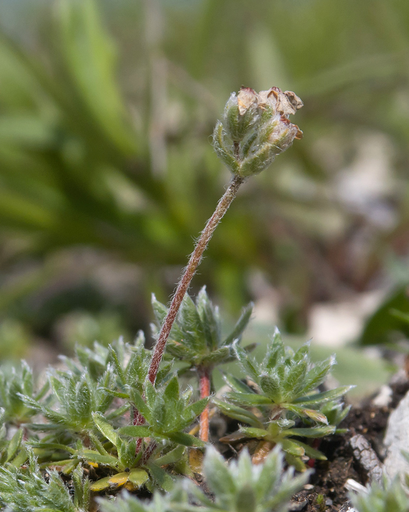 Image of Androsace villosa specimen.