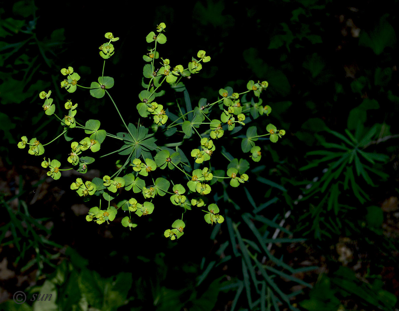 Изображение особи Euphorbia kaleniczenkoi.