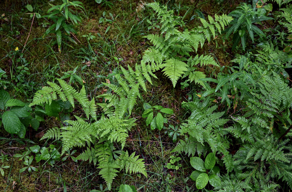 Изображение особи Dryopteris carthusiana.