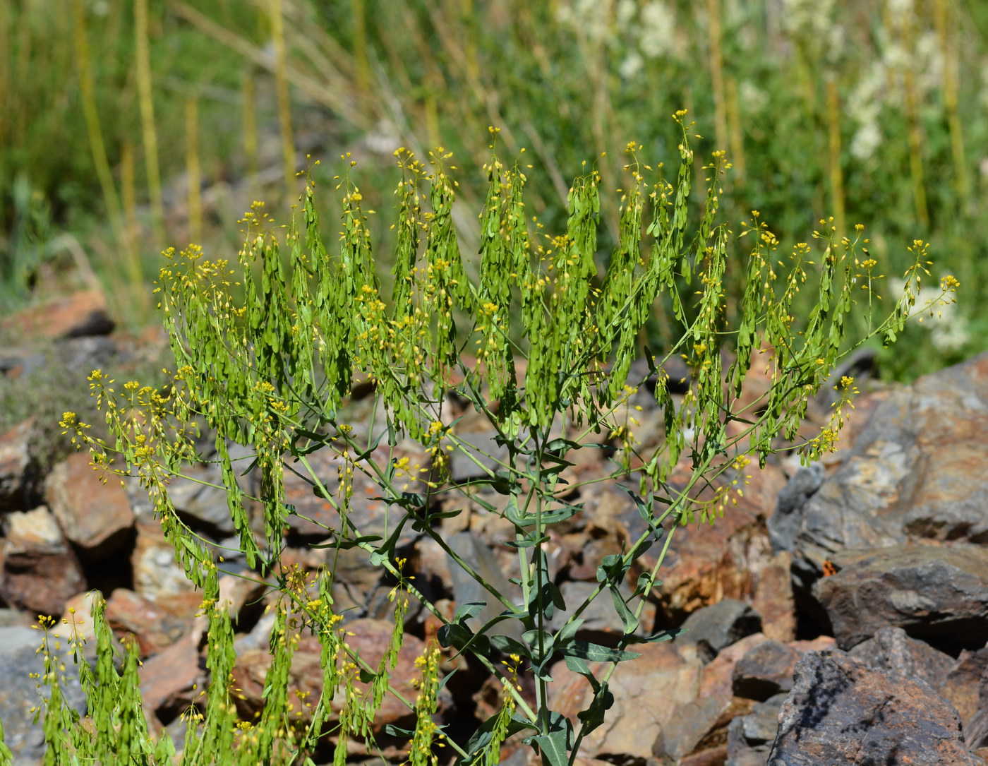 Image of Isatis costata specimen.