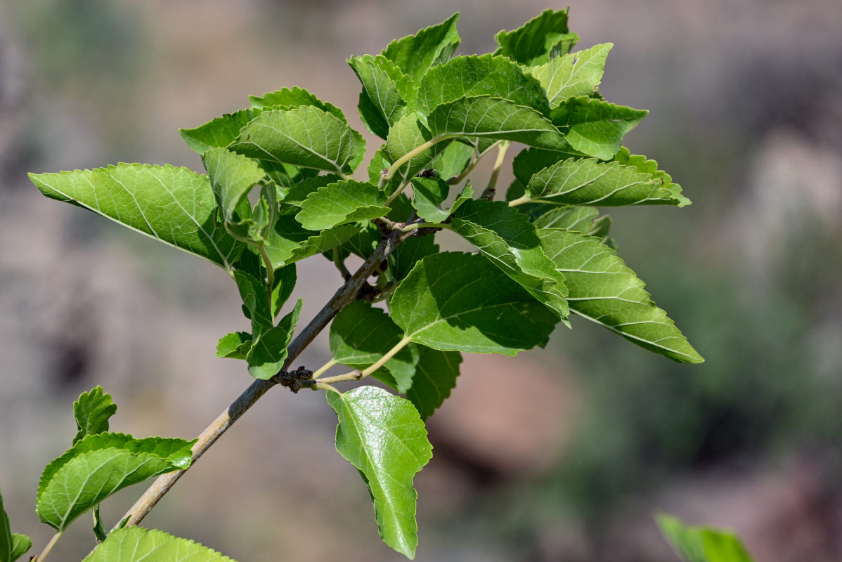 Изображение особи Morus alba.