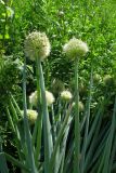 Allium fistulosum