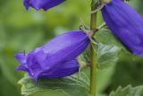 Campanula latifolia. Часть побега с цветками. Республика Адыгея, Майкопский р-н, Кавказский биосферный заповедник, плато Лаго-Наки, перевал Инструкторское Окно, выс. 2014 м н.у.м., субальпийский высокотравный луг. 10.08.2024.