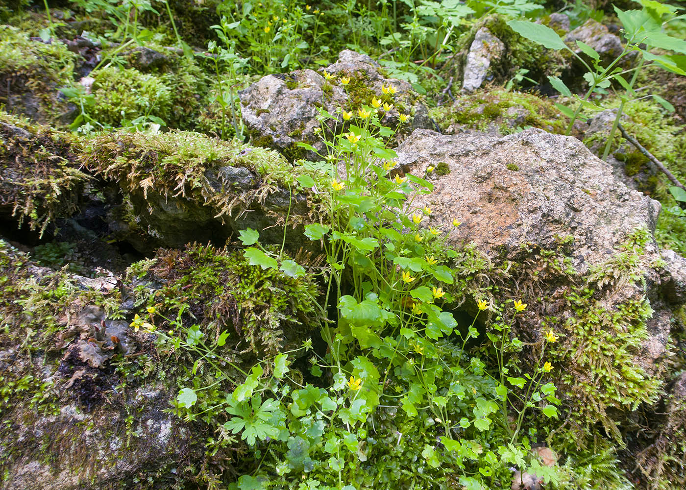 Изображение особи Saxifraga cymbalaria.