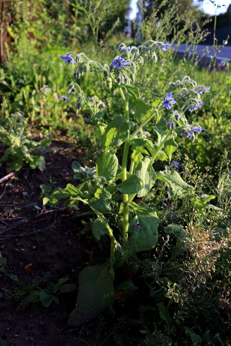 Image of Borago officinalis specimen.