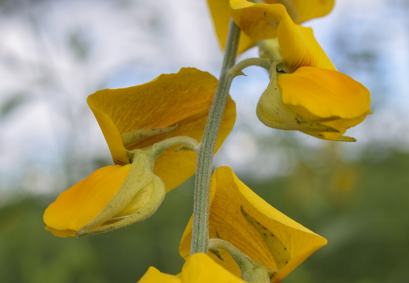 Изображение особи Crotalaria juncea.