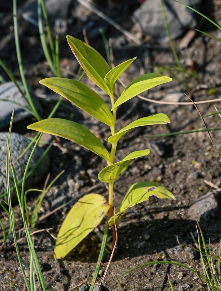 Image of Polygonatum humile specimen.