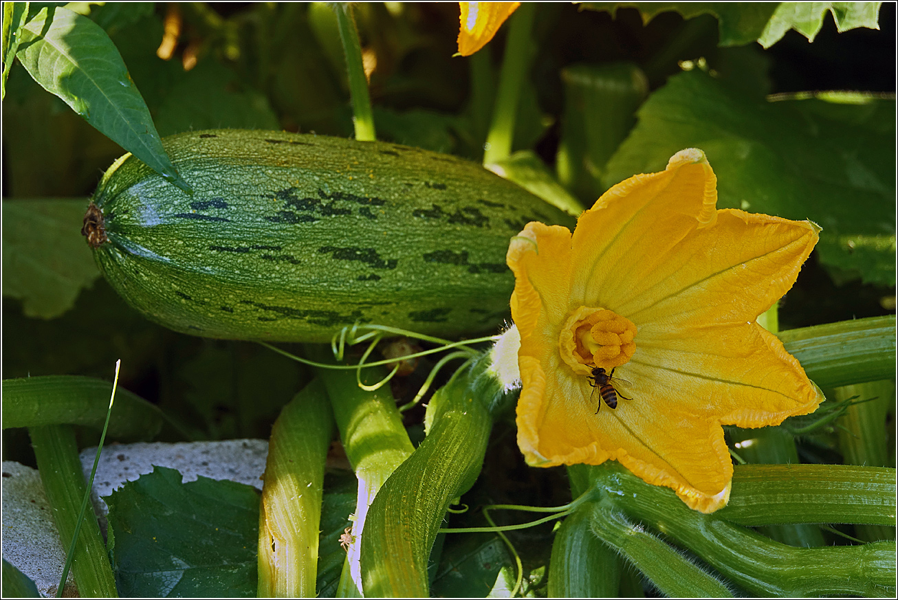 Image of Cucurbita pepo specimen.