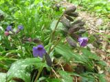 Pulmonaria officinalis