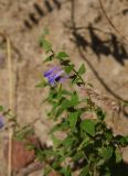 Scutellaria galericulata