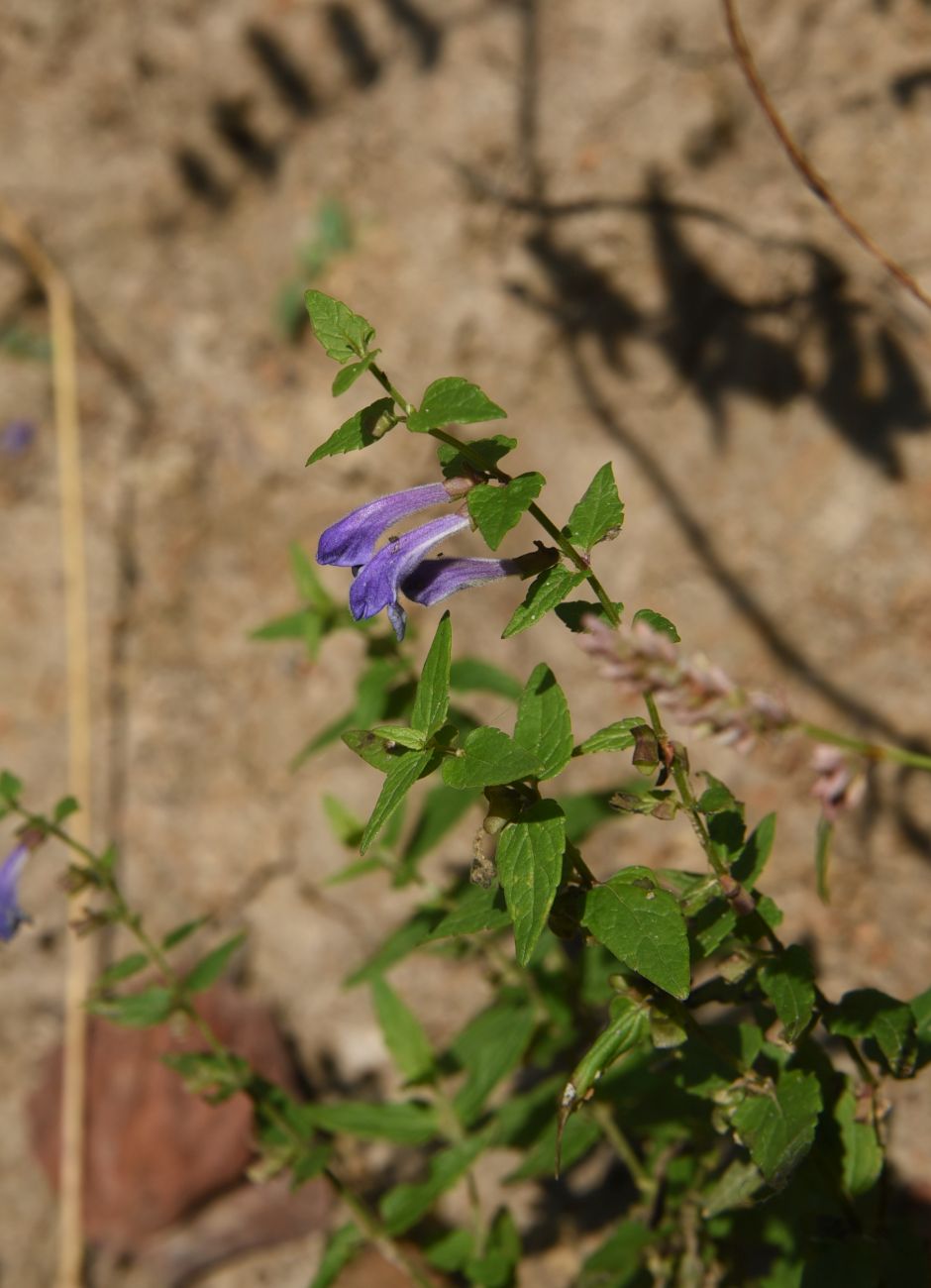 Image of Scutellaria galericulata specimen.