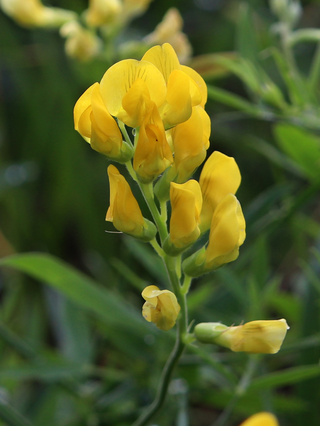 Изображение особи Lathyrus pratensis.