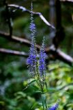 Veronica longifolia. Верхушка побега с соцветием. Вологодская обл., Сокольский р-н, Оларевская гряда, опушка смешанного леса. 13.07.2024.