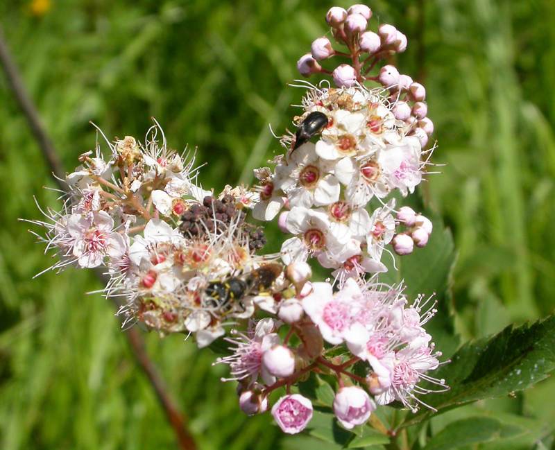 Изображение особи Spiraea salicifolia.