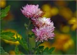 Chrysanthemum indicum