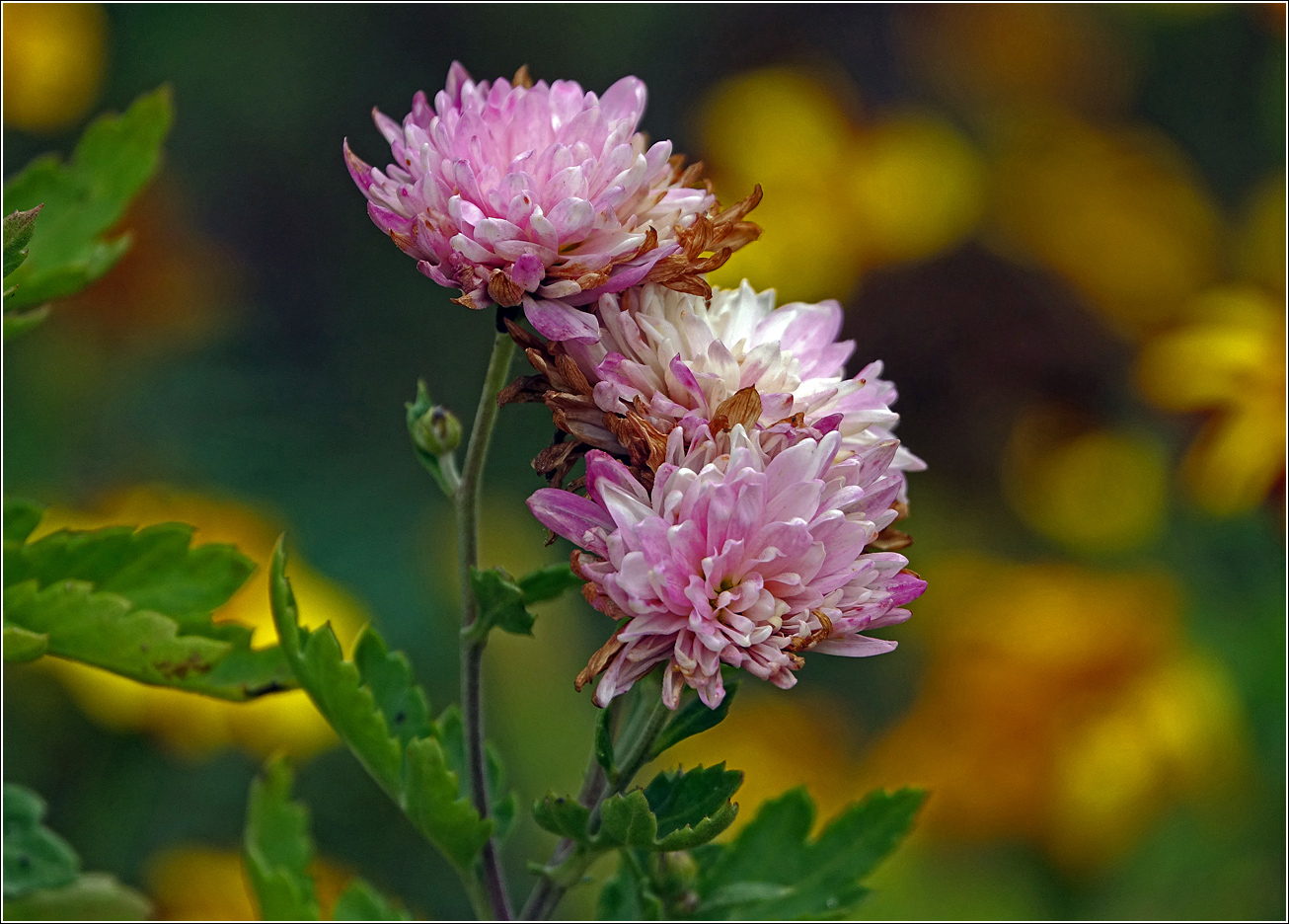 Image of Chrysanthemum indicum specimen.