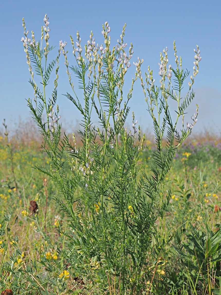 Image of Astragalus sulcatus specimen.