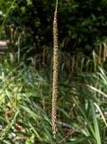 Carex pendula. Соплодие. Крым, Южный Берег, городской округ Ялта, Массандровский парк. 29.05.2024.