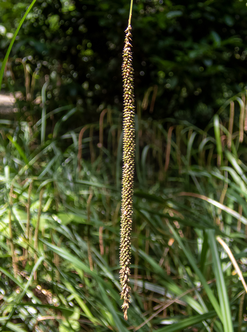 Image of Carex pendula specimen.