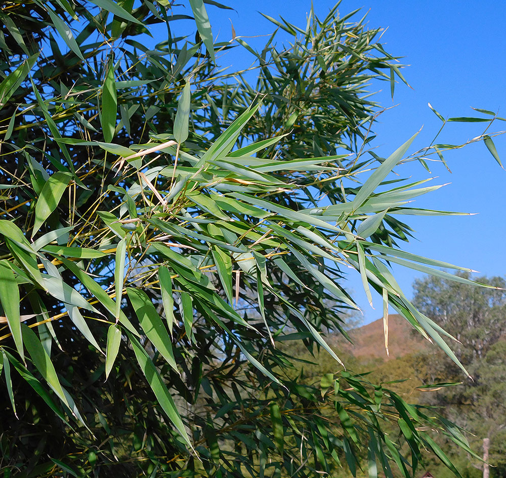 Image of Phyllostachys aurea specimen.