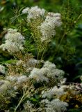 Filipendula ulmaria. Соцветия и завязавшиеся соплодия. Вологодская обл., Кирилловский р-н, побережье оз. Ильинское, влажный луг. 12.07.2024.