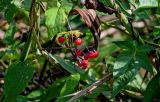 Solanum dulcamara. Часть побега с соплодием. Московская обл., окр. г. Железнодорожный, дол. р. Чёрная, пруд, в воде у берега. 26.08.2024.