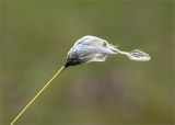 Eriophorum vaginatum. Верхушка побега с соплодием. Карелия, восточный берег оз. Топозеро, сфагновое болото в окружении соснового леса. 02.07.2024.