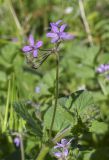 Erodium malacoides. Верхушка побега с соцветием. Испания, автономное сообщество Каталония, пров. Жирона, комарка Баш Эмпорда, муниципалитет Калонже, залежь. 04.03.2025.