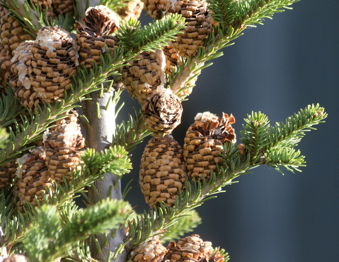 Image of Abies fraseri specimen.
