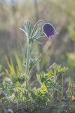 род Pulsatilla