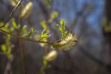 View full-size image genus Salix