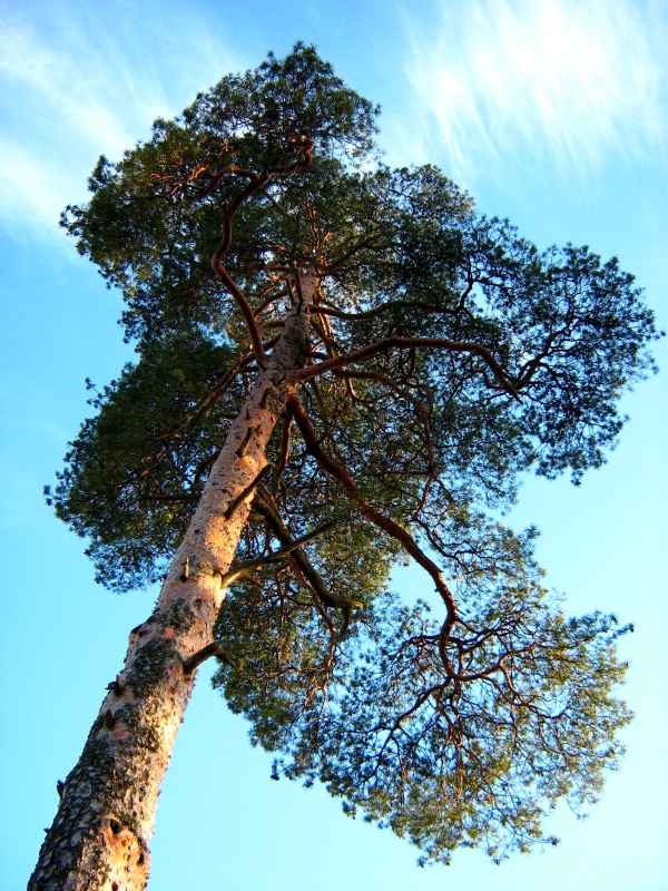 Image of Pinus sylvestris specimen.