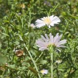 View full-size image Symphyotrichum × salignum