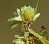 Смотреть изображение Cyperus michelianus