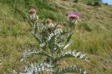 Смотреть изображение Cirsium balkharicum