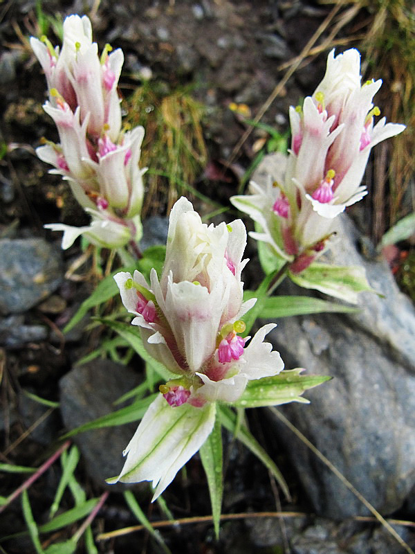 Изображение особи Castilleja hyparctica.