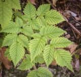 Смотреть изображение Aruncus sylvestris