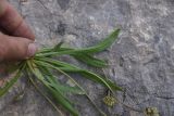 View full-size image Plantago atrata