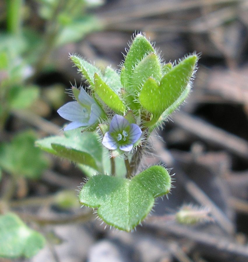 Image of Veronica sublobata specimen.