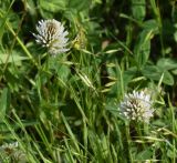 View full-size image Trifolium ambiguum