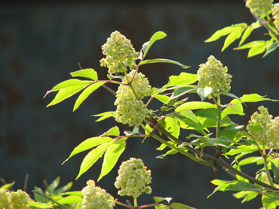 Image of Sambucus racemosa specimen.