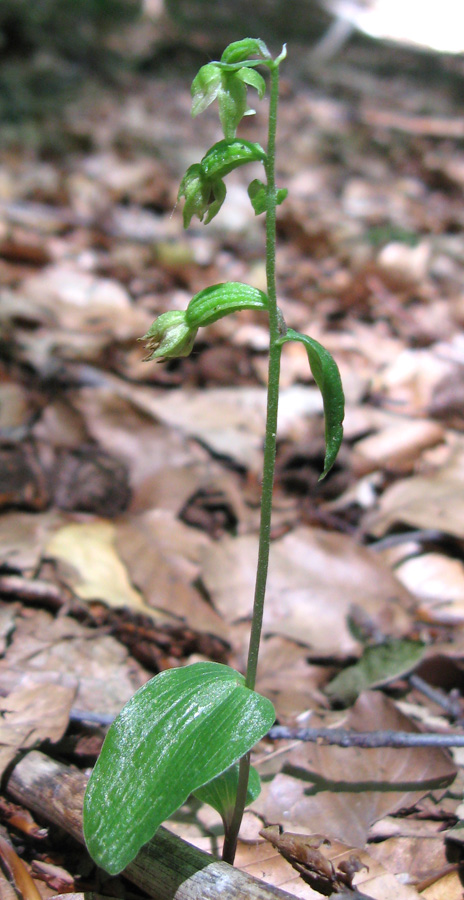 Image of Epipactis persica specimen.