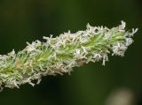 Phleum pratense. Верхушка соцветия. Московская обл., Раменский р-н, окр. дер. Хрипань, просека под ЛЭП. 01.07.2011.