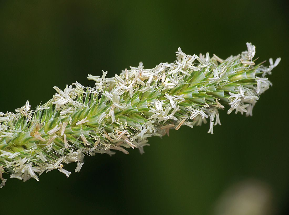 Image of Phleum pratense specimen.