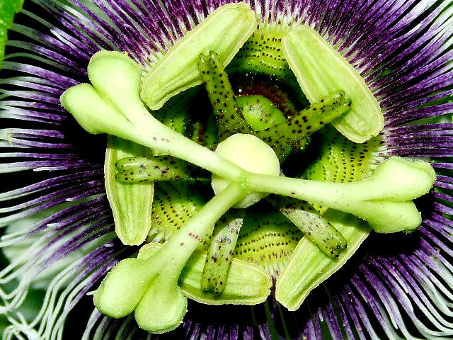 Image of Passiflora edulis specimen.