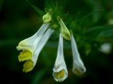 Melampyrum pratense